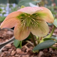 Helleborus niger